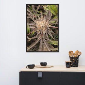 Affiche Papier Photo Encadrées Cresch live