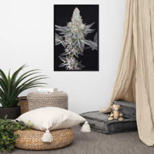 Affiche Papier Photo Encadrées Cresch Flower