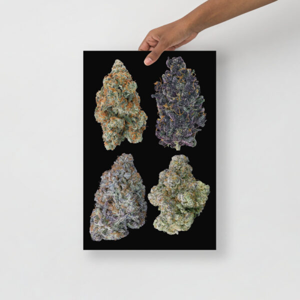 Affiche sur Papier Photo 4 buds - Image 2