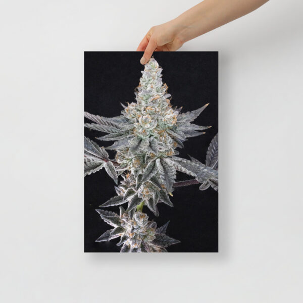 Affiche sur Papier Photo Cresch flower - Image 2