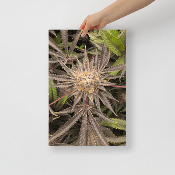 Affiche sur Papier Photo Cresch live - Image 2