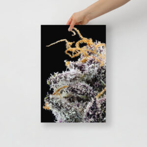 Affiche sur Papier Photo Terple