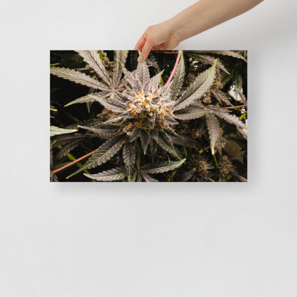 Affiche sur Papier Photo - Image 2