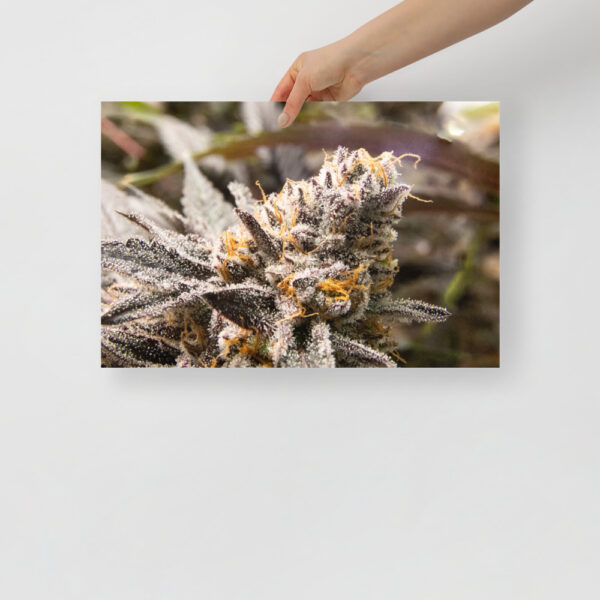 Affiche sur Papier Photo - Image 2