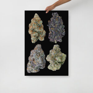 Affiche sur Papier Photo 4 buds