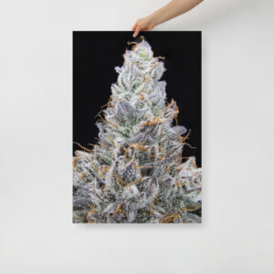 Affiche sur Papier Photo cresch zoom