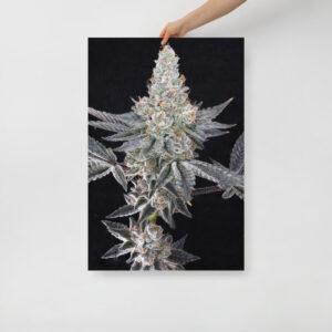 Affiche sur Papier Photo Cresch flower