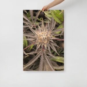 Affiche sur Papier Photo Cresch live