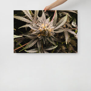 Affiche sur Papier Photo