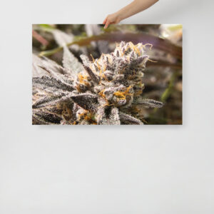 Affiche sur Papier Photo